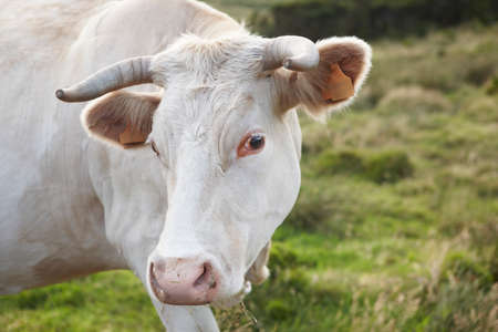 White grazing cow head with green landscape. Azores. Portugal. Horizontalの写真素材