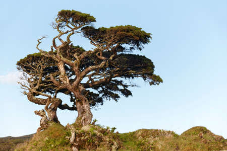 Lonely cedrus tree in a Pico island meadow. Azores. Portugal. Horizontalの写真素材