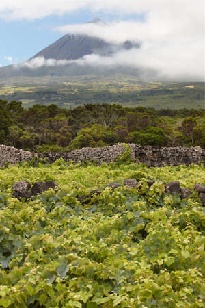 Pico island green landscape with peak and vineyard. Azores. Portugal. Curraisの写真素材