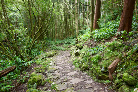 Rocky pathway in a wet green subtropical forest. Azores, Portugal. Vertical