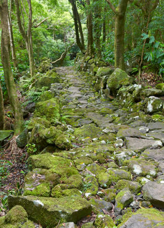 Rocky pathway in a wet subtropical green forest. Azores, Portugal. Verticalの写真素材