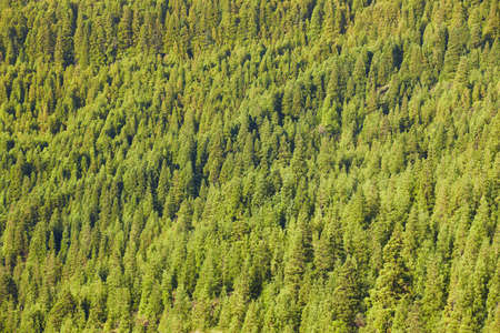 Pine wood forest green background on a mountain hill landscape. Horizontal
