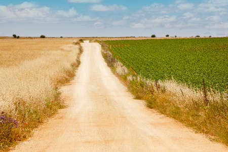 Gravel road between wheat and green field. Harvest time. Horizontal