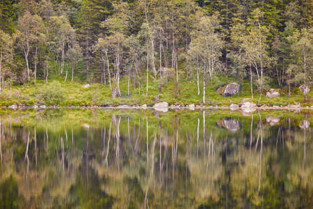 Norwegian summer landscape with forest and lake. Preikestolen route. Horizontalの写真素材