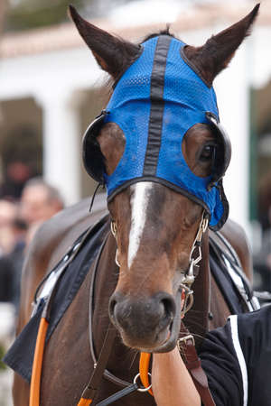 Race horse head with blinkers ready to run. Paddock area.の写真素材