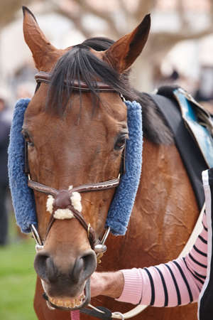 Race horse head ready to run. Paddock area. Verticalの写真素材