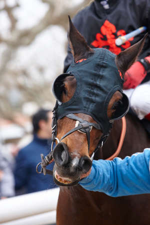 Race horse head with blinkers ready to run. Paddock area. Verticalのeditorial素材