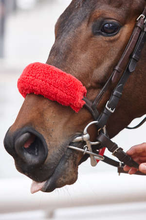 Race horse head ready to run. Paddock area. Verticalのeditorial素材