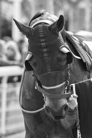 Race horse head with blinkers ready to run. Paddock area. Verticalの写真素材