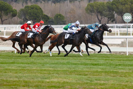 Horse race final rush. Competition sport. Hippodrome. Winner. Speed backgroundの写真素材