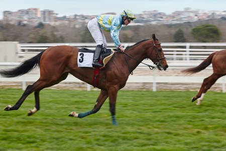 Horse race warm up. Competition sport. Hippodrome. Speed background