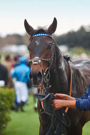 Race horse and jockey after the race. Paddock area. Verticalの写真素材