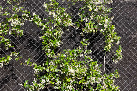 Green plants with fence over a concrete black background. Horizontalの写真素材