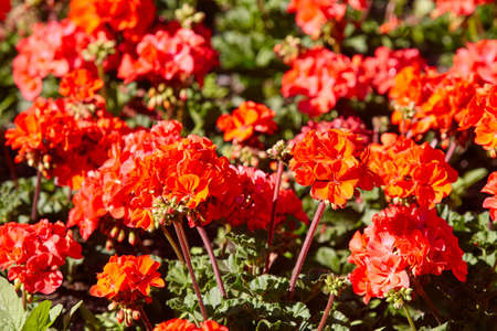 Red blossom geraniums in the garden. Nature background. Springの写真素材