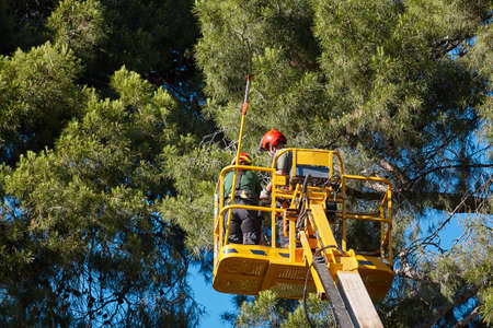 Tree work, pruning operations. Crane and pine wood forestのeditorial素材
