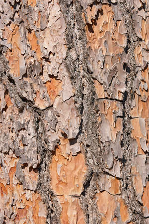 Tree bark textured background. Pinewood. Nature detail. Verticalの写真素材