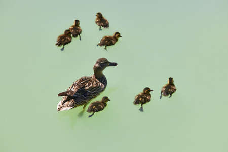 Female duck with family on a green pond. Nature backgroundの写真素材