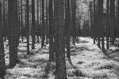 Pine wood forest sunset backlit. Nature background. Black white. Horizontal