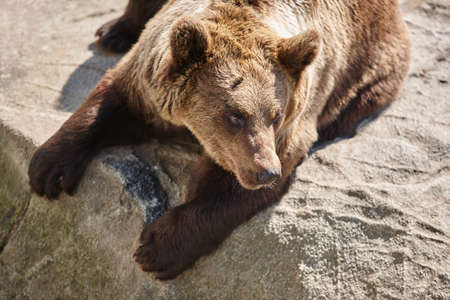 Brown bear sitting on a rock. Wildlife environment. Animal backgroundの写真素材
