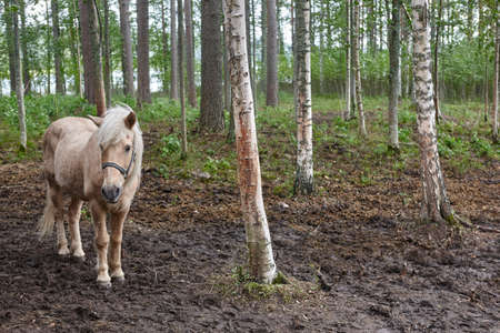 Finland landscape with forest and horse. Nature background. Horizontalの写真素材