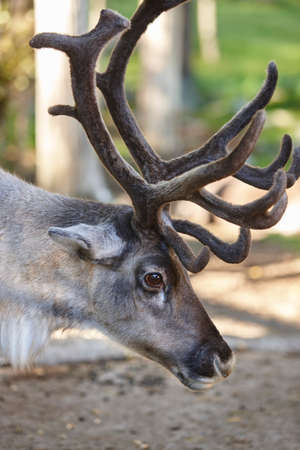 Wild reindeer head detail in the forest. Animal background. Finland.の写真素材