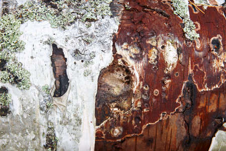 Tree trunk bark textured with lichen red wood. Nature background