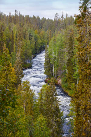 Finland forest landscape at Pieni Karhunkierros trail. Autumn season. Verticalの写真素材