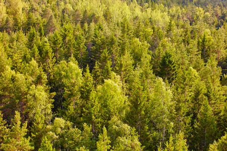 Pine wood forest in Finland at sunset. Nature background. Horizontalの写真素材