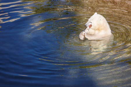 Polar bear cub eating on the water. Wildlife animal background. Horizontalの写真素材