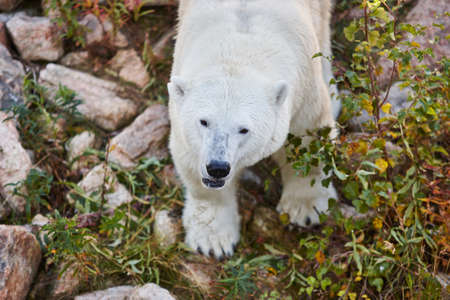 Polar bear in the wilderness. Wildlife animal background. Horizontal