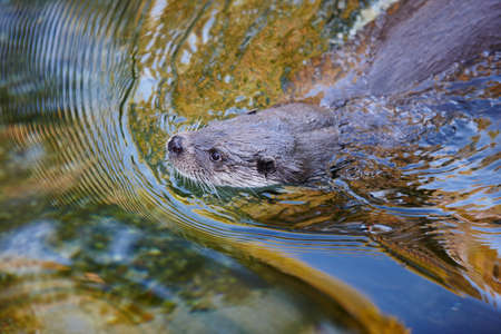 Wild otter swimming on a river. Wildlife nature background. Wetlandの写真素材