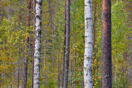 Finland forest detail at Pieni Karhunkierros trail. Autumn season. Horizontalの写真素材