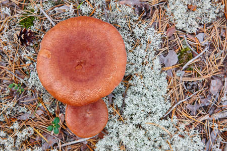 Wild mushrooms on a finland forest. Micology nature background. Horizontal
