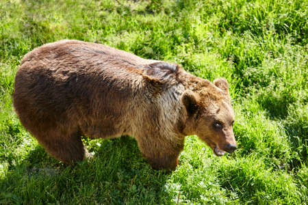 Brown bear on the wild. Wildlife environment. Animal backgroundの写真素材