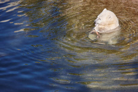 Polar bear cub eating on the water. Wildlife animal background. Horizontalの写真素材