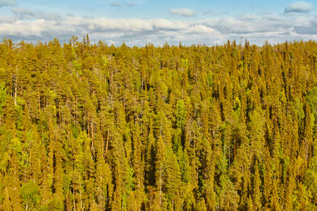 Finland green pine forest landscape. Finnish timber industry. Horizontal