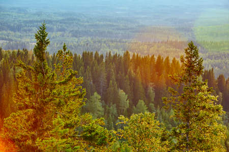 Finland forest at sunset. Koli National Park. Pielinen area. Kareliaの写真素材