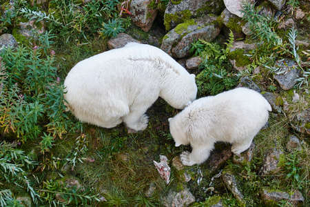 Polar bear with his cub. Wildlife animal background. Horizontal