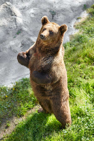 Brown bear standing on the ground. Wildlife environment. Animal backgroundの写真素材