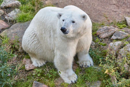 Polar bear in the wildernessの写真素材