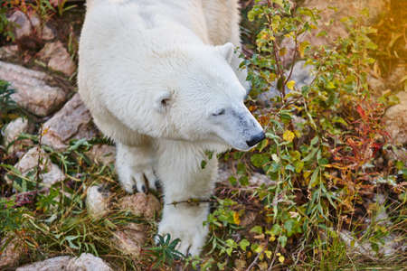 Polar bear in the wilderness. Wildlife animal background. Horizontalの写真素材