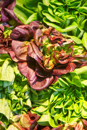 Green and red lettuce leaves detail. Healthy food. Organic agricultureの写真素材