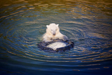 Polar bear cub playing on the water. Zoo life. Horizontal