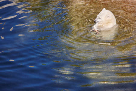 Polar bear cub eating on the water. Wildlife animal background. Horizontalの写真素材