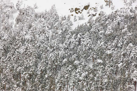 Winter mountain forest snowy landscape. Navacerrada, Spain. Horizontalの写真素材