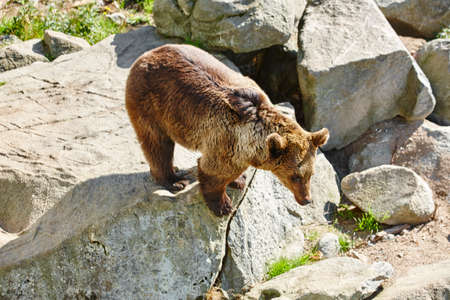 Brown bear on a rock. Wildlife environment. Animal background