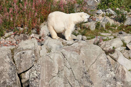 Female polar bear on the wilderness. Wild nature environment. Horizontalの写真素材