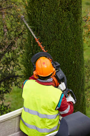 Equiped worker pruning a tree on a crane. Gardening works