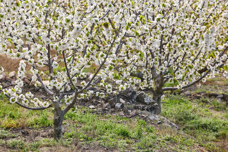 Cherry blossom in Jerte Valley, Caceres. Spring in Spain. Seasonの写真素材