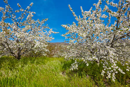 Cherry blossom in Jerte Valley, Caceres. Spring in Spain. Season